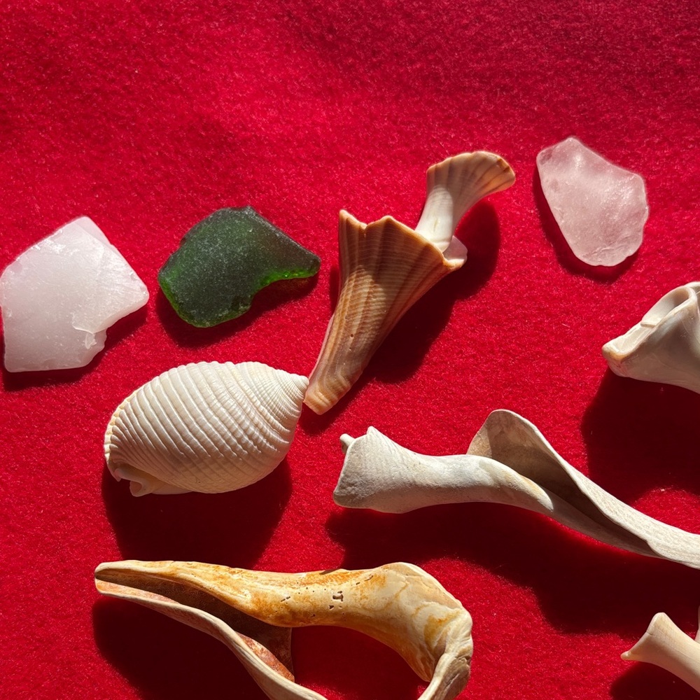 Natural Seashell Collection - Picture 8 of 10